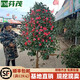 芬茂茶花樹(shù)苗盆栽地栽茶花苗山茶花耐冬樹(shù)苗花卉四季開(kāi)花帶花苞茶 耐冬茶花帶花苞2.5公分粗