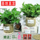 小冤家綠蘿盆栽室內(nèi)花卉綠植綠籮水養(yǎng)花卉盆景桌面辦公客廳水培大葉綠色 180#竹編花盆綠蘿+肥料2包【2盆】