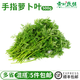 新鮮手指蘿卜葉子500g擺盤(pán)裝飾點(diǎn)綴花草葉子手指胡蘿卜純?nèi)~子 500g
