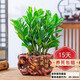 金錢樹(shù)盆栽植物室內(nèi)陽(yáng)臺(tái)花卉客廳大小型綠植喬遷新居植物h 金錢樹(shù)20-30cm（財(cái)源茂盛盆）