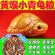 奈寵黃喉小青龜糧增發(fā)色擬水幼龜開口側(cè)頸巴西寸金草龜佛鱷專用飼料 250g罐裝 250g 1桶 上浮型 【八合一小?！?cm以下小龜