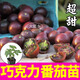 大菜鄉壽光巧克力番茄苗秧帶土球小紫圣女果櫻桃西紅柿種子四季盆栽陽(yáng)臺 巧克力番茄苗6棵+1包肥