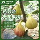 雙盟無(wú)花果樹(shù)果苗盆栽地四季種植特大波姬紅南北方無(wú)花果樹(shù)苗源頭直發(fā)