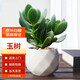 墨一玉樹(shù)老樁大株盆栽多肉植物室內(nèi)常綠 小號(hào)白色鉆石盆玉樹(shù) 源頭直發(fā)