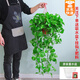 綠有意大葉綠蘿盆栽壁掛除甲醛長藤綠蘿水培綠籮爬墻垂吊蘭植物凈化空氣 高腳紅盆長藤一盆+儲水盆