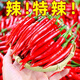 小米椒新鮮2025特辣小米辣椒朝天椒廣東小紅辣椒 帶箱9斤凈重8.5斤