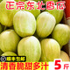 【順豐快遞】東北香瓜現(xiàn)摘白糖罐京蜜甜瓜新鮮應(yīng)季脆新鮮產(chǎn)地直發(fā) 5斤精選大果 頭茬現(xiàn)摘現(xiàn)發(fā)