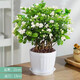 致薈樹(shù)四季茉莉花盆栽陽(yáng)臺觀(guān)花植物茉莉花苗辦公室內桌面綠植花卉帶花苞 茉莉花【木桶盆】