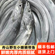 只只紅舟山帶魚(yú)整條新鮮冷凍海魚(yú)野生東海小眼睛大油帶魚(yú)整箱批發(fā)商用 2斤【4-6兩/條】活魚(yú)速凍