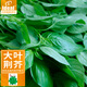 IDEAL理想農(nóng)業(yè) 荊芥種子河南大葉清香荊芥種籽羅勒香菜四季種蔬菜種子