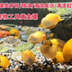 專(zhuān)吃魚(yú)屎糞便黃金小河蚌河蜆淡凈水觀(guān)賞螺鮮活物黃金螺貝殼苗活體 1.5-2.5厘米黃金螺6只送2只備損
