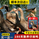 鄉公館老鴨子土鴨子生鮮老鴨整只正宗土鴨農家散養新鮮鴨肉水鴨麻鴨現殺 180天青年鴨1只【買(mǎi)1送1】