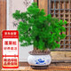 花行榜 蓬萊松盆栽蓬萊松盆景花卉綠植四季常青 含荷韻青花瓷盆源頭直發(fā)
