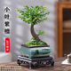 小葉紫檀盆景老樁盆栽辦公室客廳桌面室內(nèi)好養(yǎng)樹苗四季常青 小葉紫檀（送方山水盆）