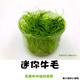 逸樂(lè )寵 魚(yú)缸造景水草前景草爬地迷你矮珍珠牛毛天胡葵挖耳叉柱花水榕 迷你牛毛無(wú)菌杯