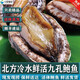 鹿凌青 北方冷水鮮活青島九孔大鮑魚(yú) 4只500g特大鮑魚(yú)鮮活 海鮮水產(chǎn)貝類(lèi) 【活鮑魚(yú)】500g（19-22只） 冷水鮑