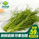 小湯山  茴香 約250g 新鮮蔬菜基地種植當天采摘