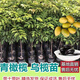橄欖樹(shù)苗嫁接新品種甜種橄欖高產(chǎn)當年結果盆栽地栽南北方種植帶土 青橄欖苗 二年苗