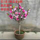 駿灝買(mǎi)1送2 玉蘭花樹(shù)苗四季開(kāi)花庭院盆栽白紫廣玉蘭樹(shù)苗矮化耐寒超矮 望春玉蘭 6年苗當年開(kāi)花比較多1送2發(fā)3