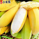 舅甜果蔬廣西小米蕉（現(xiàn)摘現(xiàn)發(fā)）新鮮時令水果蘋果蕉香蕉酸甜軟糯水果產(chǎn)地 5斤
