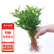 花行榜 竹柏盆栽水培驅(qū)蚊植物綠植盆栽四季常青20棵（不含瓶）源頭直發(fā)