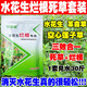 鋤掌柜水花生專(zhuān)用除草劑專(zhuān)殺革命草空心蓮子草2甲4氯鈉氯氟吡氧乙酸農藥 專(zhuān)殺水花生【5套】