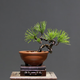 春花妙意黑松盆 矮霸盆景造型樹(shù)樁植物室內(nèi)桌面綠植小精品盆栽羅漢松盆景 黑松小盆景 不含盆