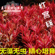 逸樂(lè )寵 魚(yú)缸造景水草前景草爬地迷你矮珍珠牛毛天胡葵挖耳叉柱花水榕 血紅宮廷10顆
