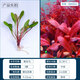 魚(yú)缸中后景水草魚(yú)缸水族箱草缸新手造景植物活體淡水紅宮廷紅丁香 （極樂(lè )鳥(niǎo)3棵）