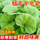 種菜記 糯米冬寒菜種子冬莧菜種籽冬天菜種秋冬季籽種蔬菜青菜孑菜籽孑 糯米冬寒菜 種子10克/袋