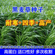 黑麥草種子多年生牧草種子四季耐寒畜牧養(yǎng)殖牛羊馬雞鴨牛羊魚草種 進(jìn)口四倍體一年生黑麥草（小籽） 凈籽3斤（當(dāng)季新種）