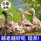 灣鈺蜜 【5年老鴨子】散養(yǎng)土鴨老鴨鴨肉笨鴨水鴨新鮮整只 宰殺后5斤老鴨 現(xiàn)殺老鴨子配燉肉料包