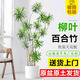 嘆為觀(guān)止 大型盆栽 單桿辮子發(fā)財樹(shù)天堂鳥(niǎo)綠蘿散尾葵辦公室內開(kāi)業(yè)喬遷禮品 柳葉百合竹1.2-1.4米 含盆
