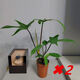 湘萂園飛機蔓綠絨植物ins爬藤綠植北歐風(fēng)防輻射臥室陽(yáng)臺高檔植物稀有 1盆苔蘚球飛機【雙珠】斗笠盆送支架