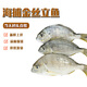 乃鮮本港淺海鮮活金絲立魚(yú) 海釣金絲立魚(yú) 三去免處理真空發(fā)貨 2斤去內臟魚(yú)鱗約1.6斤左右 本港淺海金絲立魚(yú)一斤約3-5條