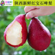 果行尊正宗陜西紅啤梨當(dāng)季現(xiàn)摘紅寶石啤梨軟糯香甜孕婦新鮮水果應(yīng)季整箱 8斤精品大果裝【店主力薦】