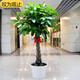 種花迷大型獨桿樹(shù)慶典喬遷盆景綠植辦公室盆栽客廳大型植物 辮子發(fā)財樹(shù)50-60厘米 含盆