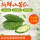 新鮮小苦瓜現摘可生吃播當季山苦瓜農家野生泰式苦瓜特色蔬菜鮮果 山苦瓜 500g 1斤