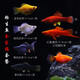 AIPHAROW高帆紅箭魚(yú)活體觀賞魚(yú)高鰭月光魚(yú)米奇胎生魚(yú)熱帶魚(yú)皮球瑪麗魚(yú)活體 胎生魚(yú)全家福套餐