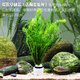 AIPHAROW魚缸中后景綠菊坨草活體淡水懶人造景蜈蚣草造景植物綠宮廷坨草 蜈蚣草1杯(6-8顆)