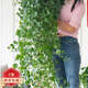 花友 常春藤盆栽垂吊蘭室內(nèi)陽臺(tái)長(zhǎng)青藤蔓懸掛水培綠植物爬藤 200#吊盆(藤長(zhǎng)60~80cm)×1盆規(guī) 含盆