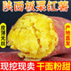 陜西黃心板栗紅薯新鮮沙地蜜薯糖心地瓜香薯山芋農(nóng)家2025現(xiàn)挖紅皮 凈重4.5斤大果(4兩以上)