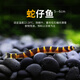 AIPHAROW蛇仔魚(yú)苦力泥精靈鼠月光鼠熱帶魚(yú)除蛋白蟲(chóng)吃渦蟲(chóng)蝦缸搭檔清潔魚(yú)鰍 蛇仔魚(yú)（5-6cm）5條裝