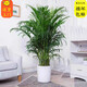 胡麗大型綠植客廳大盆栽室內客廳綠植盆栽辦公室盆栽開(kāi)業(yè)喬遷送禮綠植 散尾葵1.2-1.4米 含盆