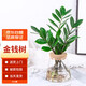 墨一水培金錢(qián)樹(shù)植物綠植桌面擺件盆栽錢(qián)樹(shù) 金錢(qián)樹(shù)火山瓶 源頭直發(fā)