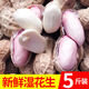囧仙子現(xiàn)挖現(xiàn)發(fā)5斤濕花生2025新鮮生花生農(nóng)家種植帶殼落花生飽滿 5斤 現(xiàn)挖鮮花生