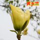 四季庭院玉蘭樹苗庭院樹木紅白黃紫二喬盆栽耐凍綠化風(fēng)景樹 黃玉蘭2公分 其他