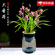 金邊蘭建蘭大圣荷可水培蘭花室內陽(yáng)臺花卉濃香好養易活綠植盆栽 水培款：大圣荷6苗帶北歐水培盆