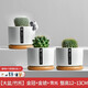 綠蔭巷子仙人掌球多肉植物盆栽室內類(lèi)電腦桌面綠植小盆栽組合好養肉肉盆景 【金琥+金冠+白雪光】瓷盆+擺件 含盆