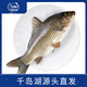 片言片魚【冰鮮】千島湖生態(tài)鯽魚 凈膛1.6斤2-3條現(xiàn)捕現(xiàn)殺  源頭直發(fā)